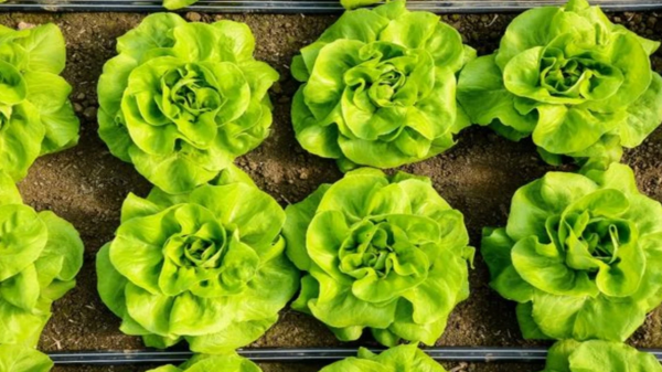 Салат — одна з найпопулярніших овочевих культур, без якої важко уявити літні салати. Цей овоч багатий на вітаміни, мінерали та антиоксиданти, тому його вживання рекомендують експерти з харчування. Завдяки сучасним тепличним технологіям, салат можна вирощувати практично цілий рік, як у полі, так і вдома на городі.